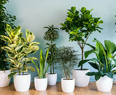 घर में जरूर लगाएं सेहत के लिए ये  5 पौधे