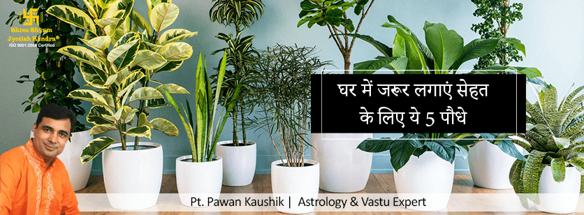 घर में जरूर लगाएं सेहत के लिए ये 5 पौधे