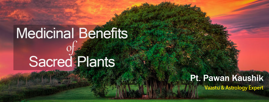 Medicinal Benefits of Sacred Plants