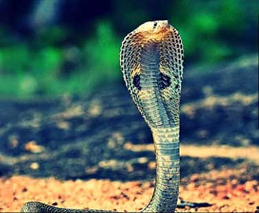 Story of Nag Panchami: Why It is Celebrated