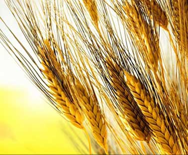 Baisakhi (Vaisakhi) – 13th April 2016