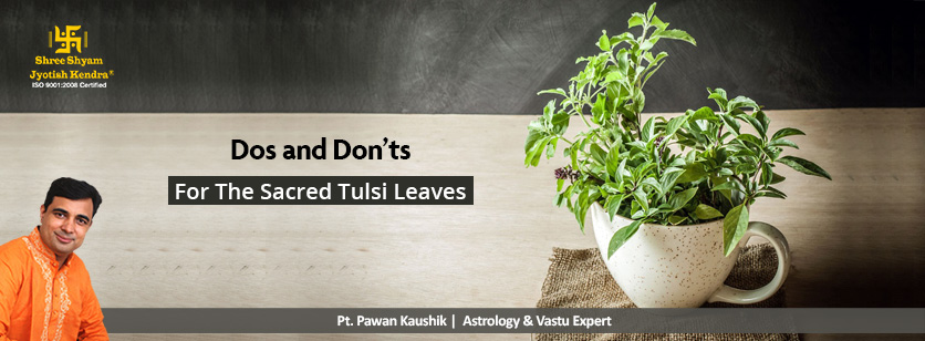 Things You Should Never Do to the Sacred Tulsi Plant