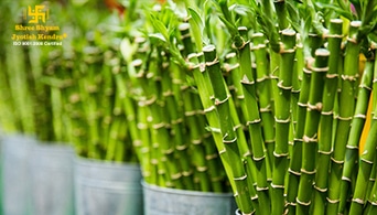 5 Vastu Friendly Plants to Keep In Your Home