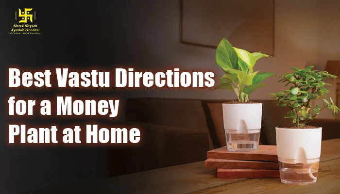 Best Vastu Directions for a Money Plant at Home