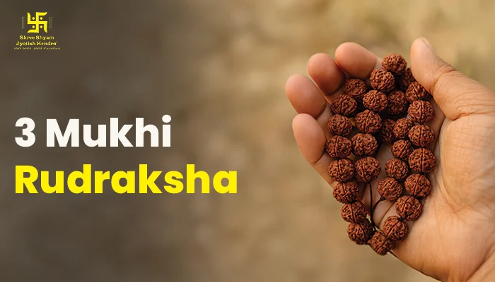 3 Mukhi Rudraksha Benefits: Power, Uses & Healing Effects 3 mukhi rudraksha benefits