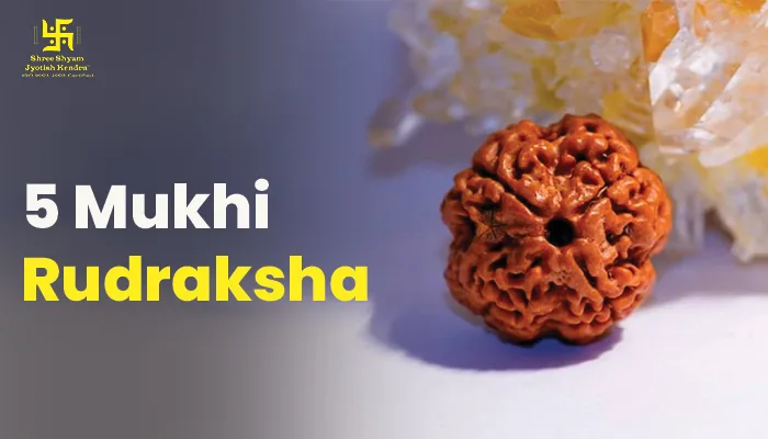 5 mukhi rudraksha