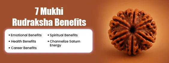 7 Mukhi Rudraksha Benefits 7 Mukhi Rudraksha Benefits