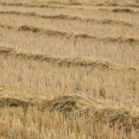 Longest Day of Year June 2026